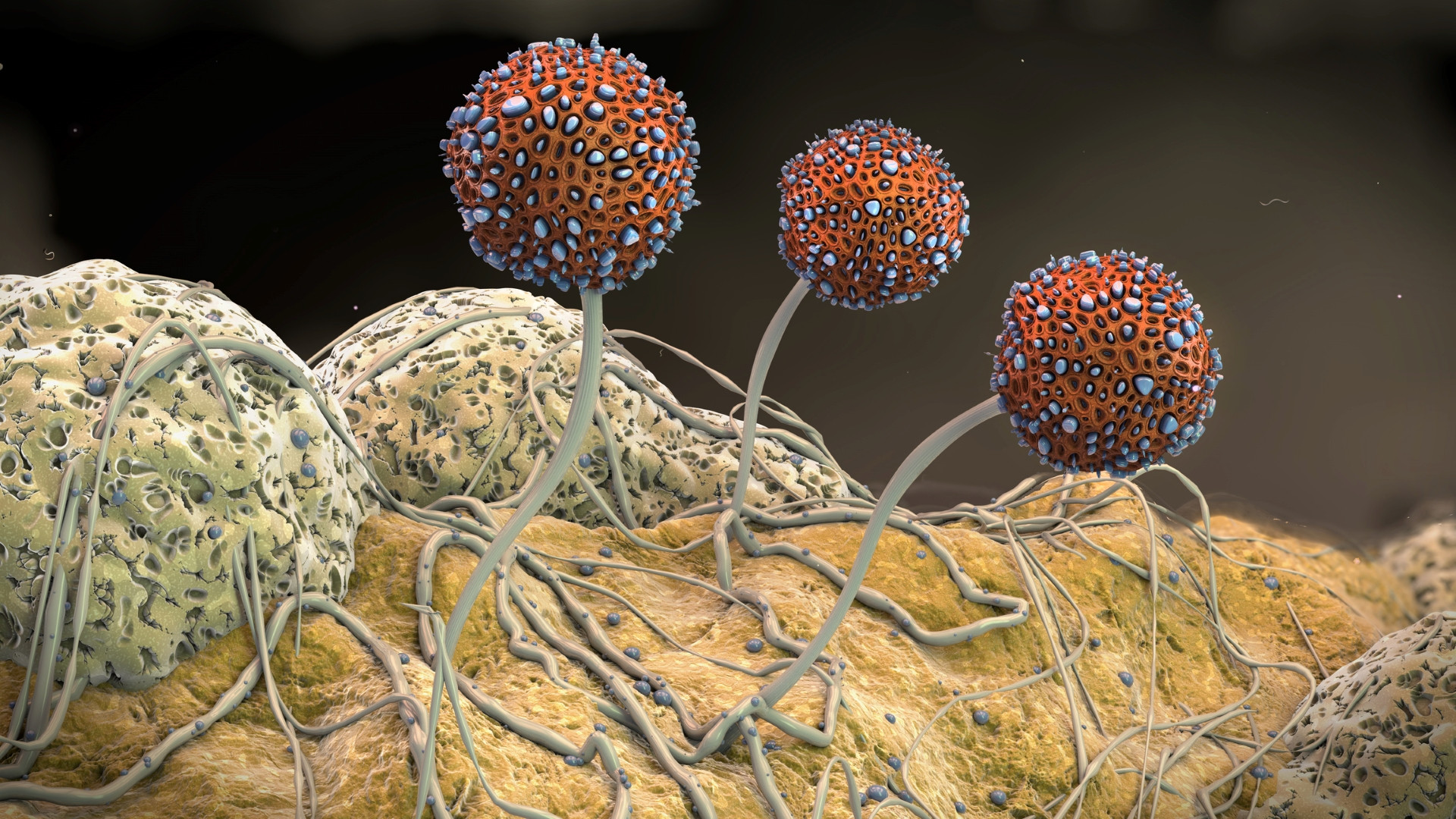 Here is how dormant bacteria figure out the right time to active