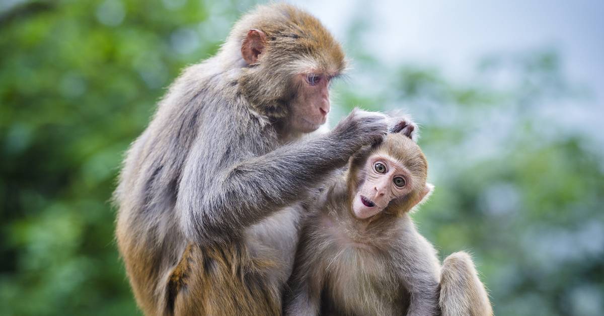 Chinese Scientists Just Hacked Super-Monkeys Using Human Brain Genes
