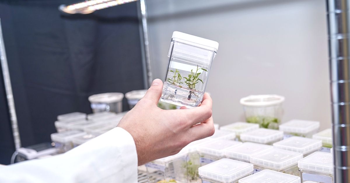 Fighting climate change with engineered supertrees