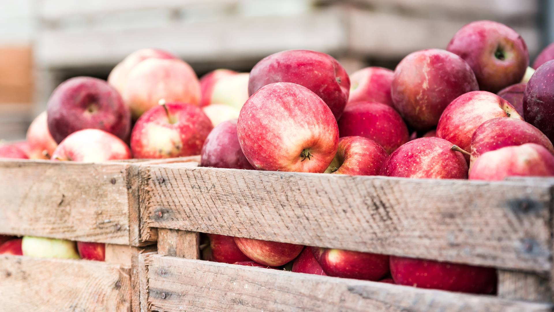 retired-engineer-saves-1-200-types-of-apples-from-extinction