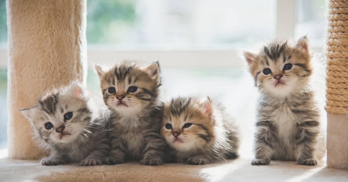 Chinese Biotechnology Company Clones First Cat