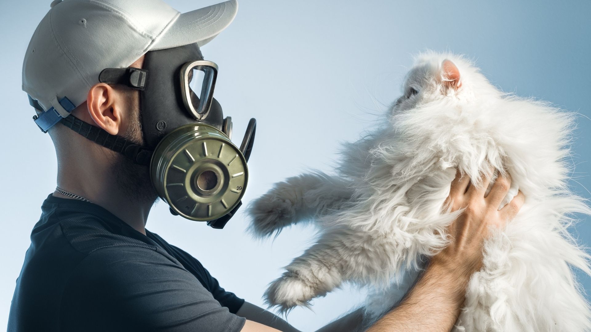 CRISPR could finally create the first truly allergyfree cat