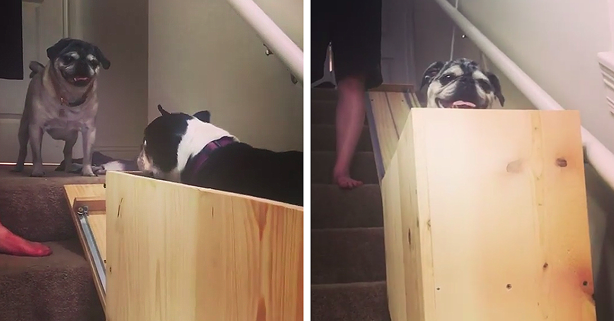 Dog Owner Builds Stairlift to Help Her Elderly Pugs Climb the Stairs Easier