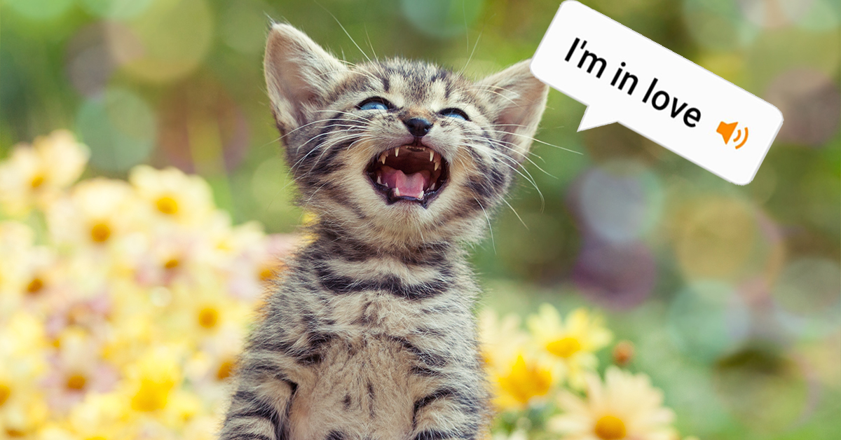 Engineer Designs App that Translates Cat Meows IE