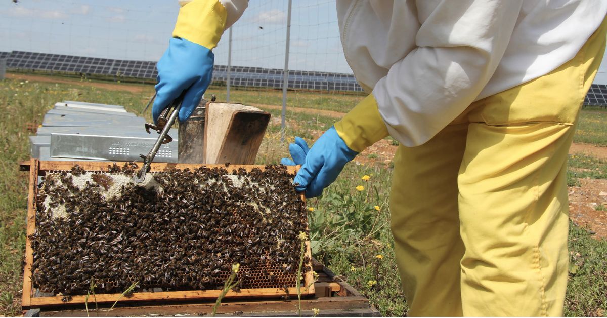 Solar panel fields help increase honey production in photovoltaic beehives
