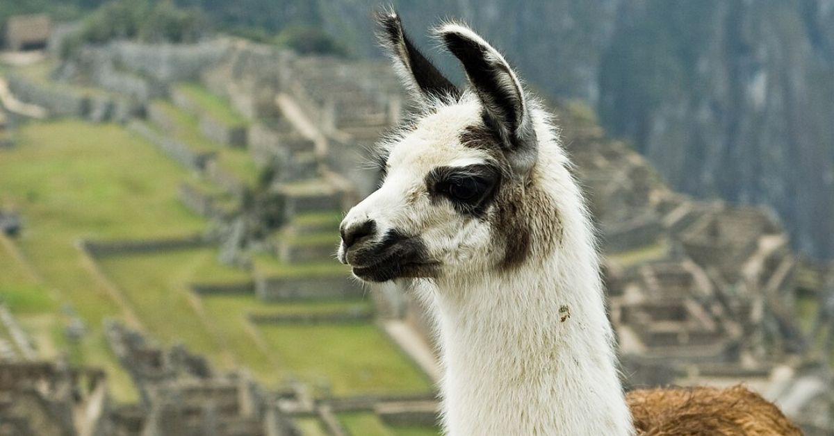 LlamaBased 'Antibody Cocktail' Neutralizes COVID19 Virus