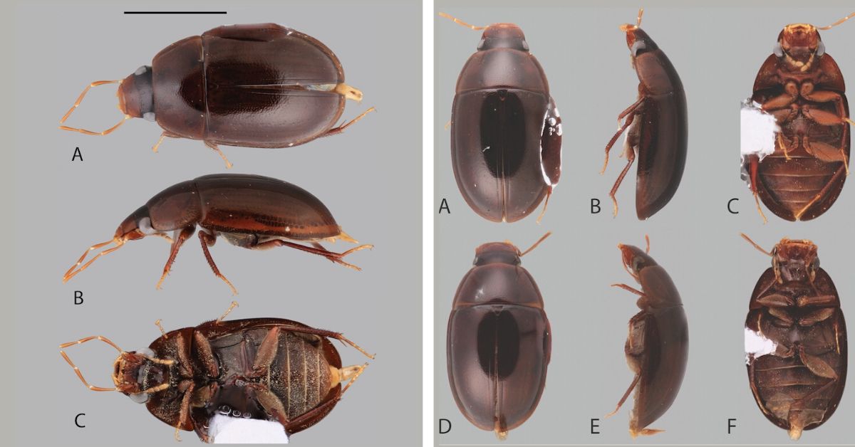 18 New Species of Beetles Discovered in South America by Undergraduate ...