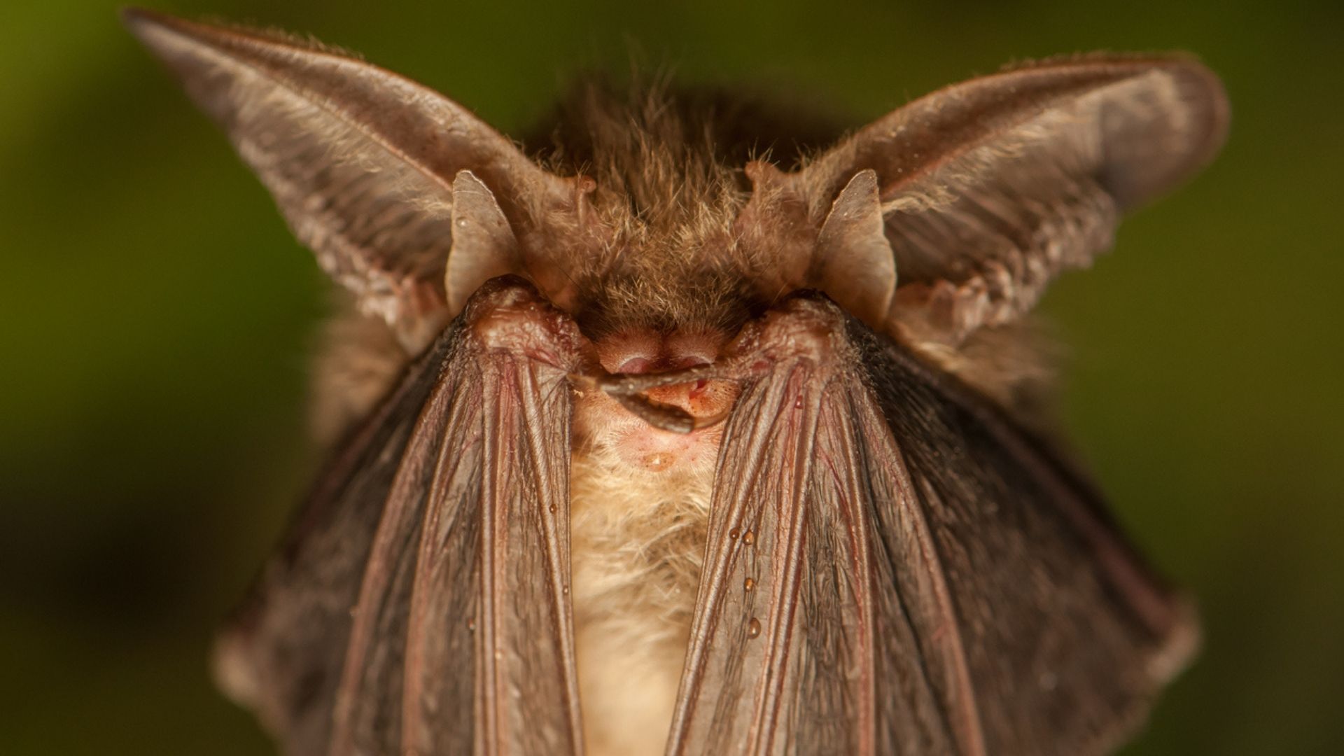 Humans Could Use Echolocation to Navigate Like Bats IE