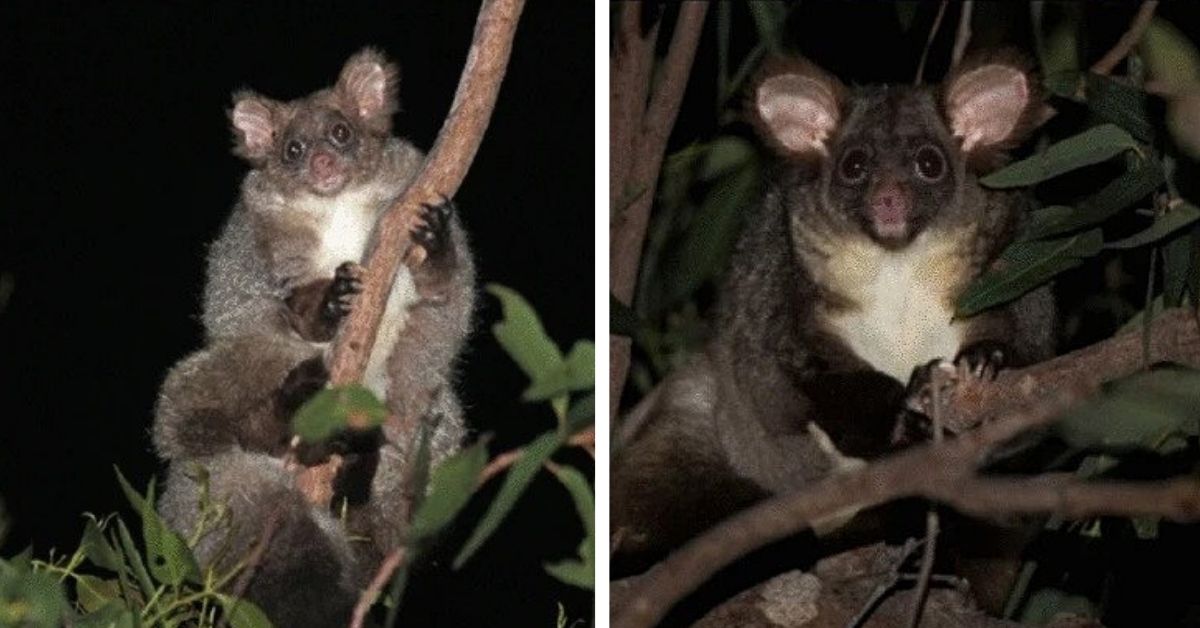 Two New Mammal Species Discovered in Australia IE