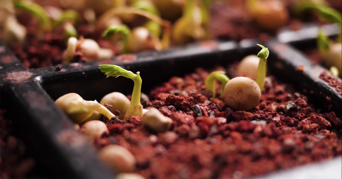 Can We Grow a Salad in Martian Soil?