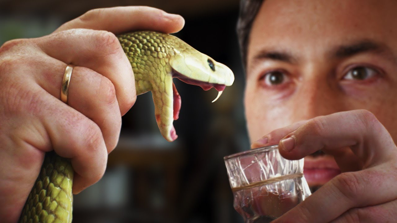 Here's how horses are saving humans from snake bites